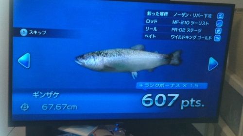 ギンザケの釣果