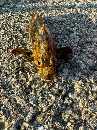 ガシラの釣果