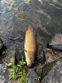 コイの釣果