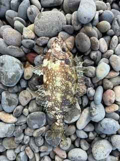 アイゴの釣果