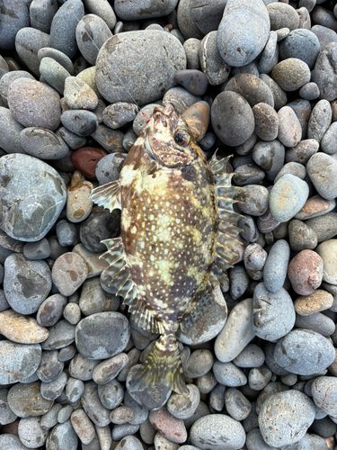 アイゴの釣果