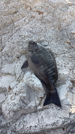 グレの釣果