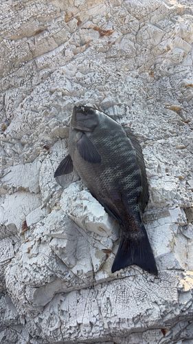 グレの釣果