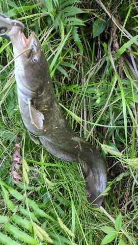 ナマズの釣果