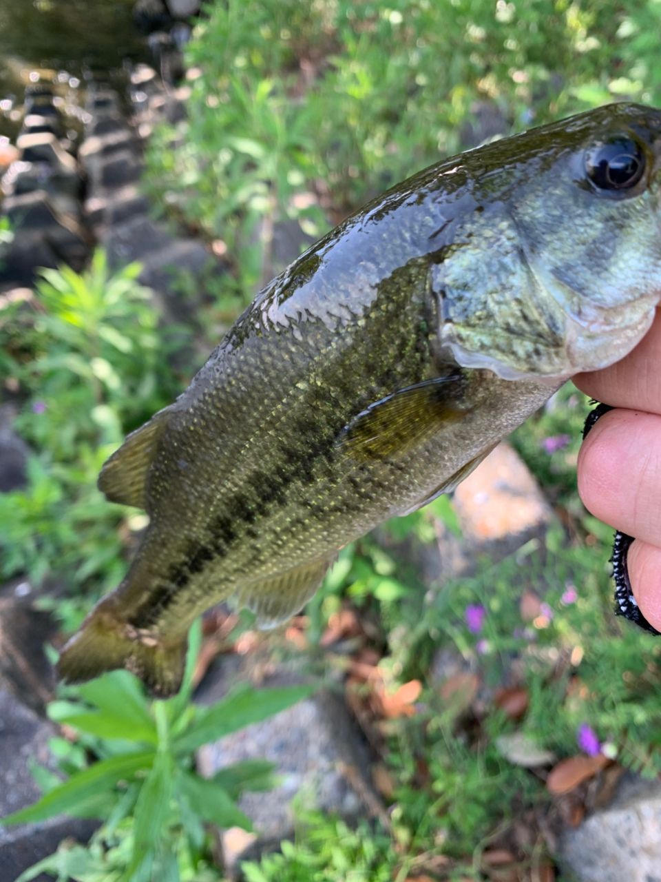 AbuGarcia クロスフィールド XRFC-654ML-BF-MBの最安値・インプレ