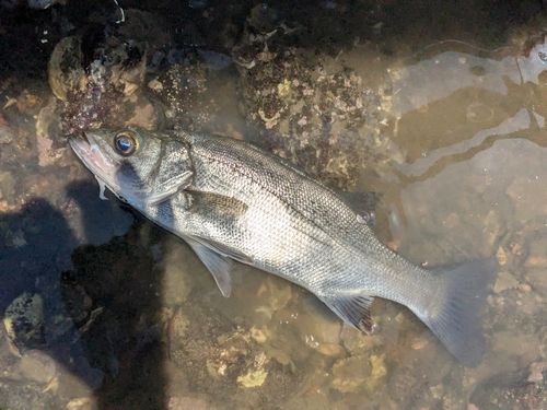 セイゴ（ヒラスズキ）の釣果