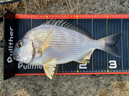 ヘダイの釣果
