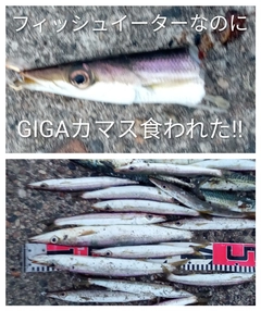 アカカマスの釣果