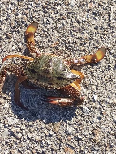 タイワンガザミの釣果