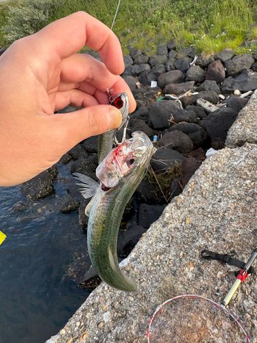マイワシの釣果