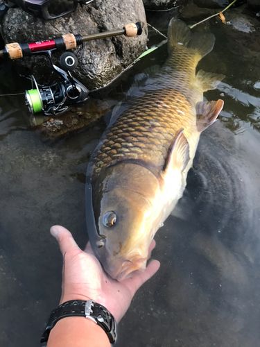 コイの釣果