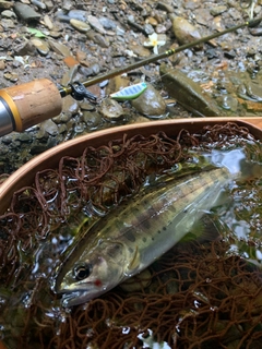 ヤマメの釣果