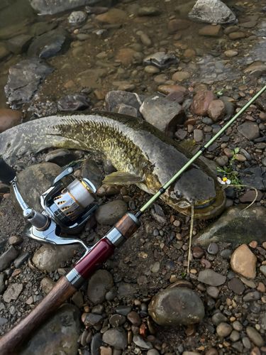ナマズの釣果