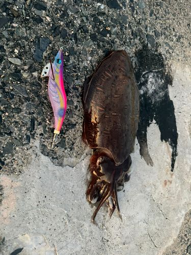 モンゴウイカの釣果