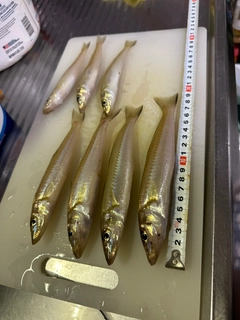 キスの釣果