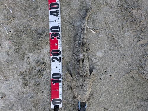 マゴチの釣果