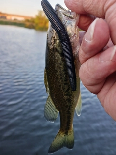 ラージマウスバスの釣果