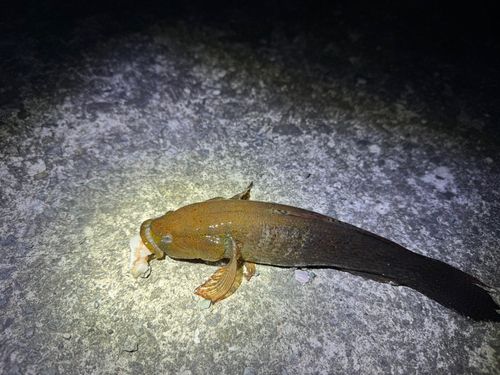 マハゼの釣果