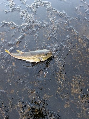 シロサバフグの釣果