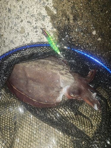 コウイカの釣果