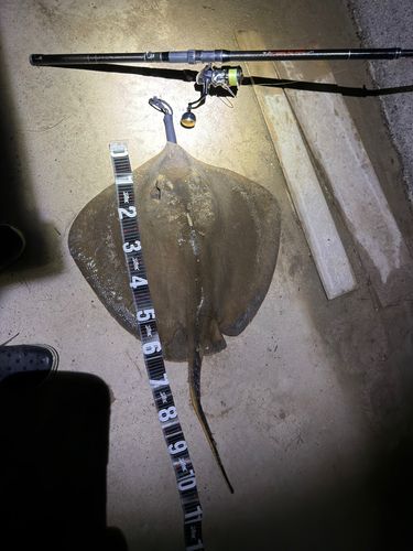 アカエイの釣果