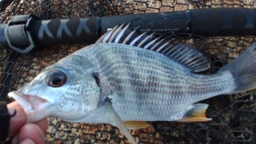 キビレの釣果