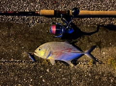 ギンガメアジの釣果