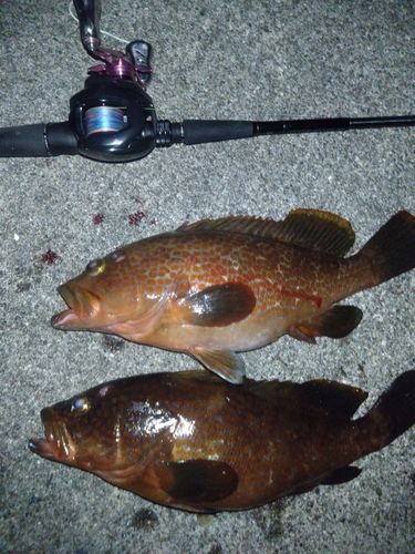 アコウの釣果