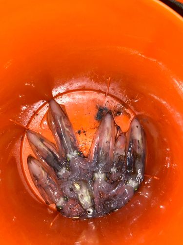 ヒイカの釣果