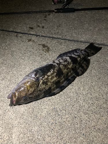 アイナメの釣果