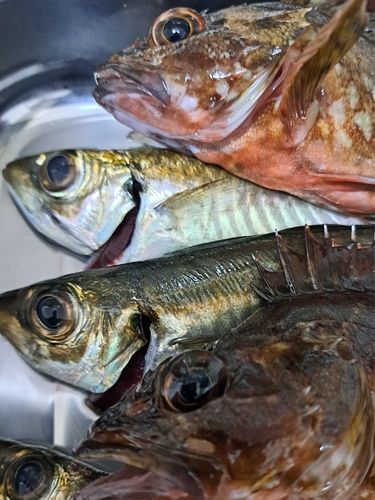 マアジの釣果