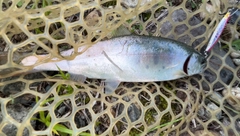 ヤマメの釣果