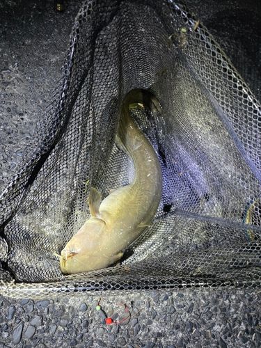 ナマズの釣果