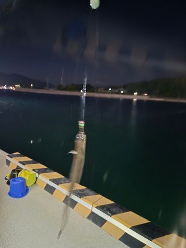 アナゴの釣果