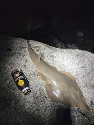 サメの釣果
