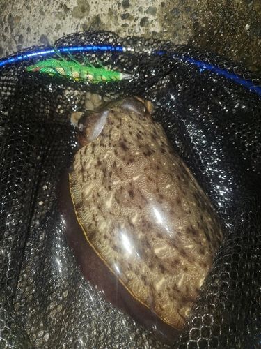 コウイカの釣果