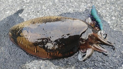 モンゴウイカの釣果