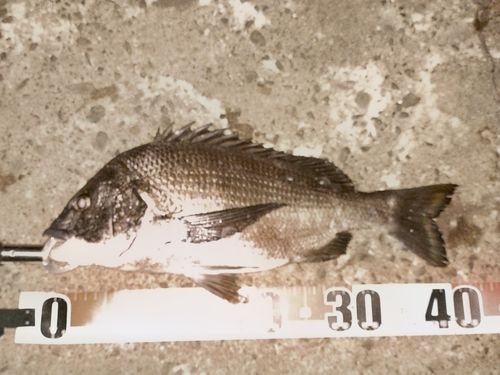 チヌの釣果