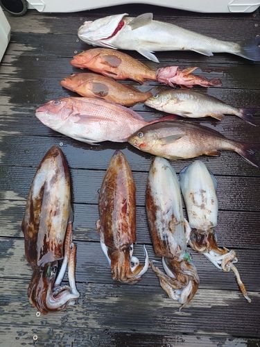 アオリイカの釣果