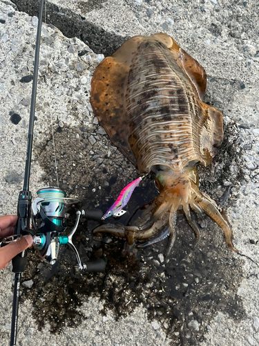 アオリイカの釣果