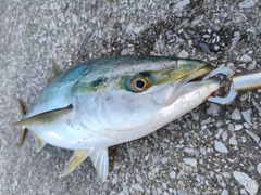 メジロの釣果