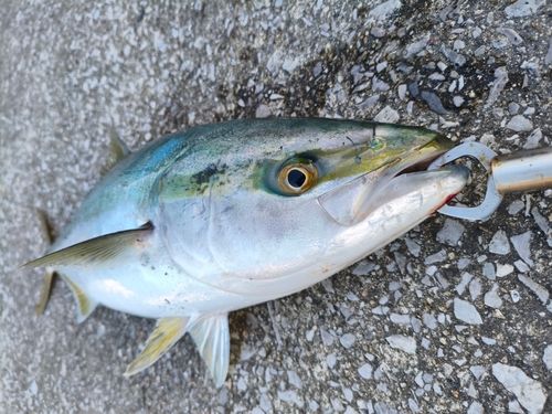 メジロの釣果