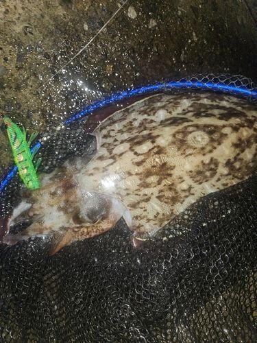 コウイカの釣果