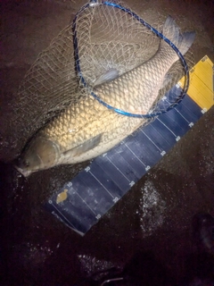 ソウギョの釣果