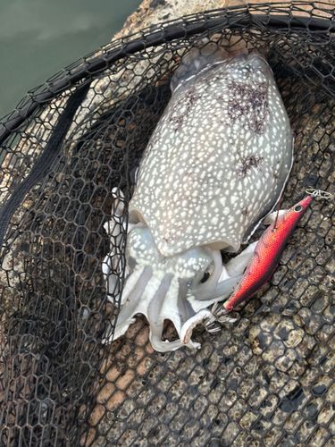 シリヤケイカの釣果