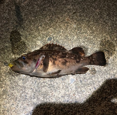 クロソイの釣果