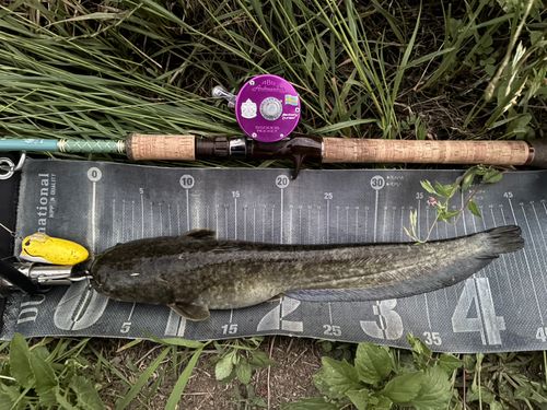 ナマズの釣果