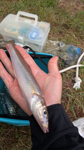 キスの釣果