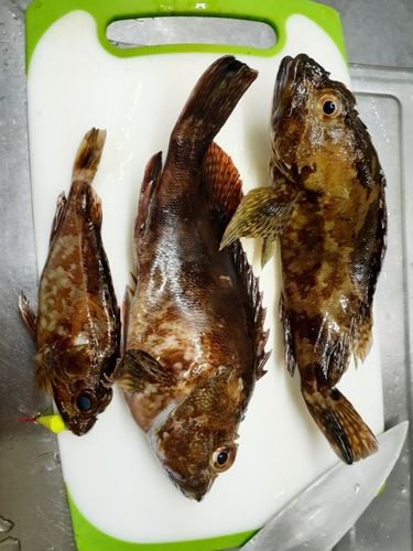 カサゴの釣果