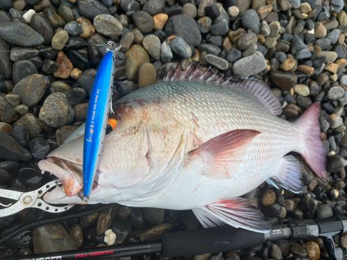 バラフエダイの釣果